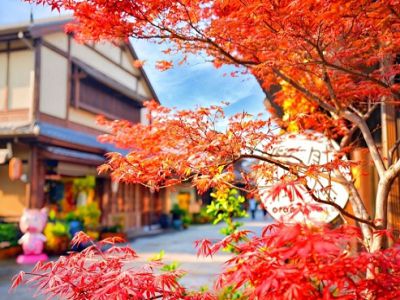 【蟹逅金秋楓彩江南】浪漫烏鎮住一晚靈山拈花灣賞秋圍爐煮茶文化交流考察5日(國航)