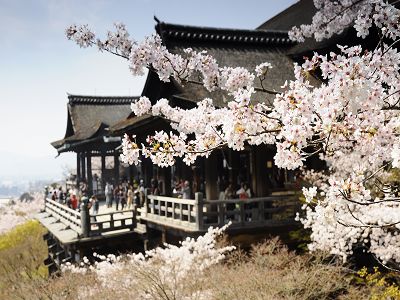 星宇航空【大阪櫻花聖地巡禮~螃蟹國產牛吃到飽5日】須磨浦公園清水寺醍醐寺宇治平等院勝尾寺毛馬櫻之宮公園