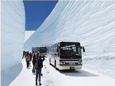 星宇航空【立山黑部雪牆~粉蝶紫藤芝櫻賞花6日】世界文化遺產白川鄉合掌村神之故鄉上高地海濱公園粉蝶花足利花卉公園紫藤花富士芝櫻祭