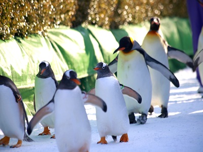 ¬P¦t¯èªÅ¡i¥_®ü¹D¬}·Ý´òªá¤õ¸`´I¨}³¥«¢±K¥Ê¦Y¨ì¹¡¤T¤jÃÉ©M¤û¤ô°sµLºZ¶¼5¤é¡j¤ÑÃZ´ò¬y¬PÂr¥¬¥Õª÷«C¦Àµn§O¦aº»¨¦