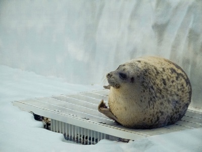 星宇【大阪暑期限定~環球影城海遊館海之京都近江八幡海陸樂園5日遊】天橋立纜車伊根灣遊船童話草屋平等院