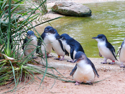 【酷玩澳洲雪梨墨爾本8日】雪梨歌劇院入內港灣遊船晚宴藍色大洋路藍山公園+觀景纜車可愛無尾熊菲利普神仙企鵝古董蒸汽小火車