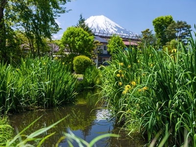 酷航【東京橫濱富士山鎌倉大佛江之島5日】鶴岡八幡宮國寶鎌倉大佛忍野八海江之島電鐵