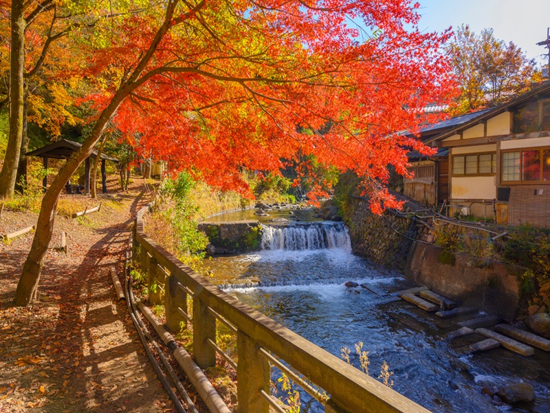 星宇【九州福岡紅葉楓旅~纜車遊船三大蟹溫泉精選5日】紅葉八幡宮大濠公園柳川遊船湯布院熊本城